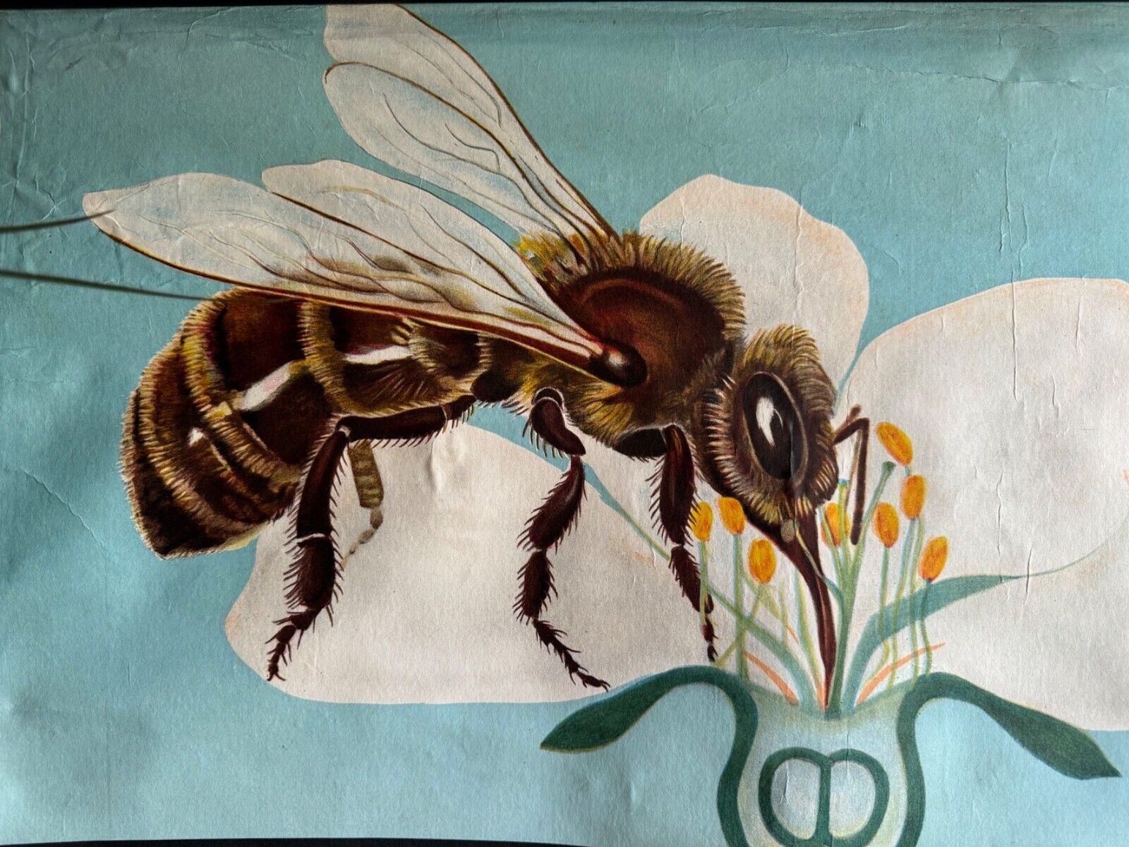 photo vintage Vintage Honey Bee School Chart Jung Koch Quentell Educational. Anatomy Zoology