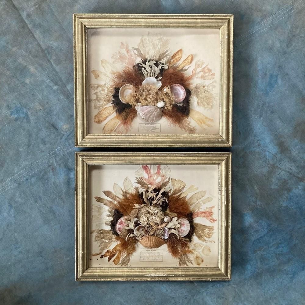 Pair Of Seaweed Dioramas, 1800s