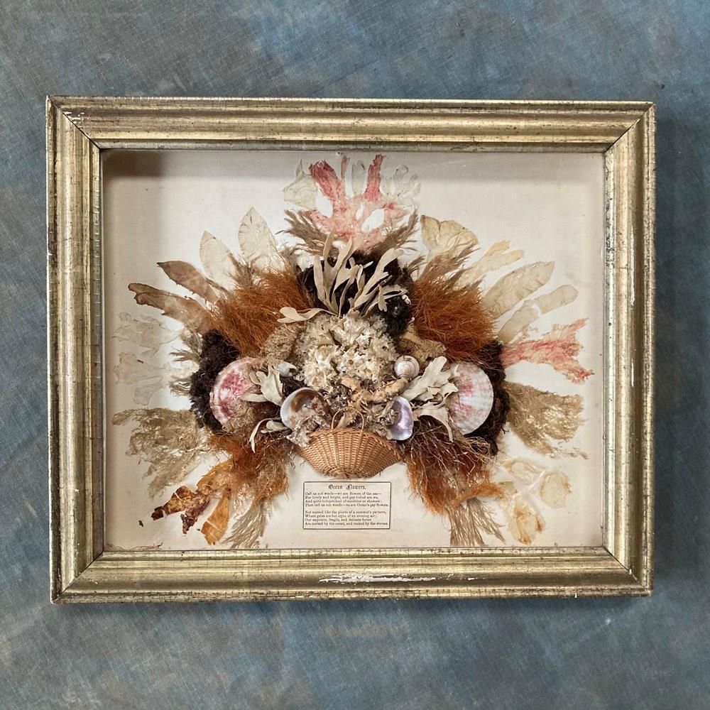 Pair Of Seaweed Dioramas, 1800s photo Art
