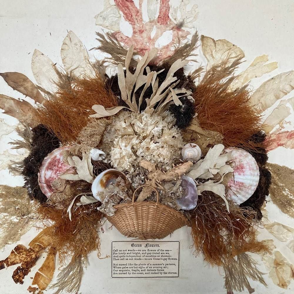 Pair Of Seaweed Dioramas, 1800s photo 575.0