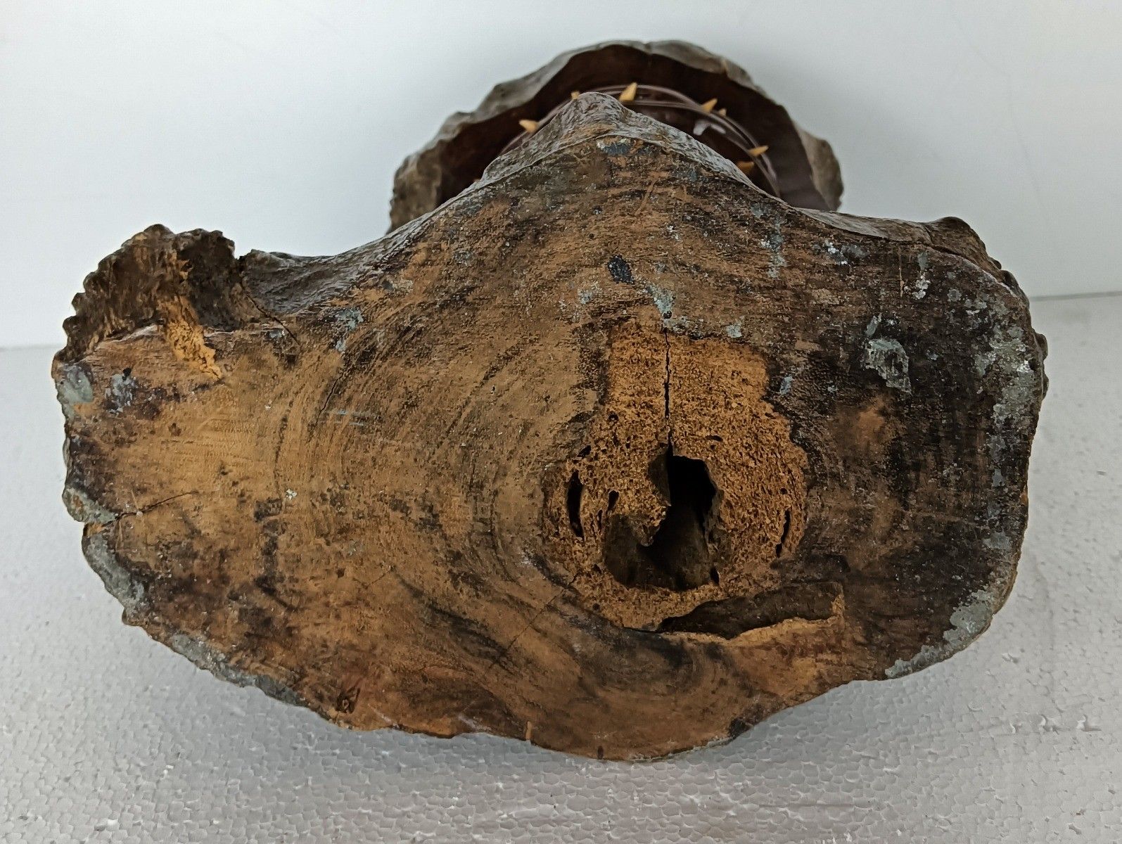 244.0 Gorgeous Sculpture Figurine Bust Jesus Christ Head Of Thorns Lackered Wood photo