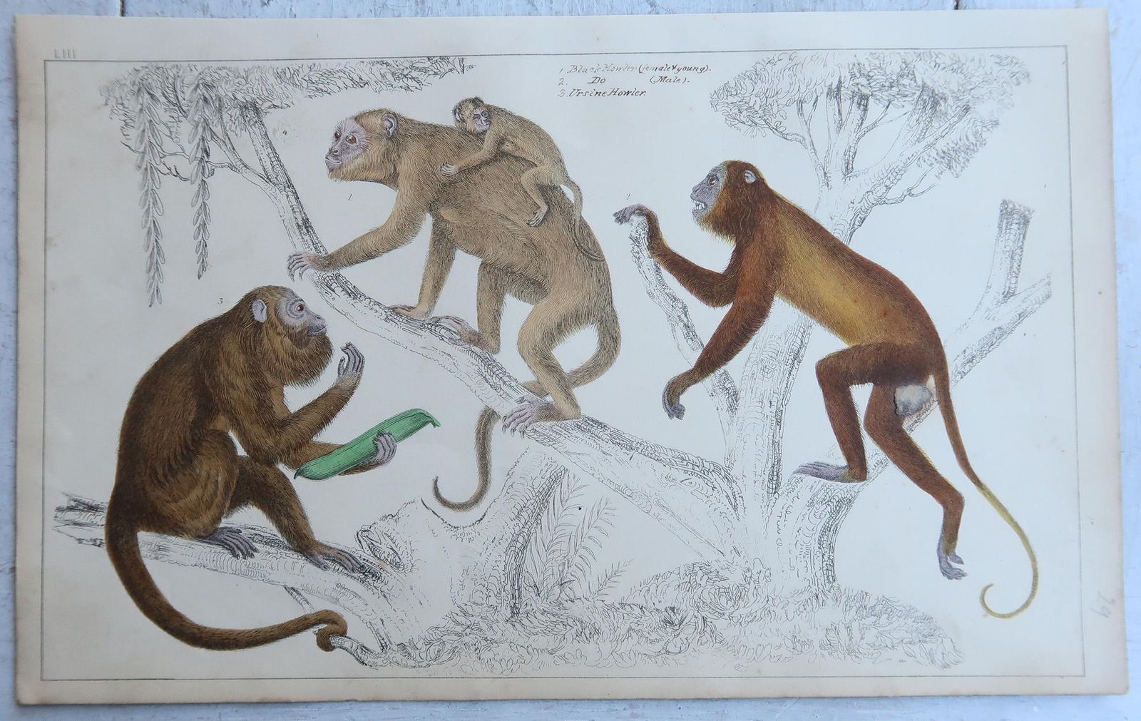 Original Antique Animal Prints, Monkeys, 1847 photo Art