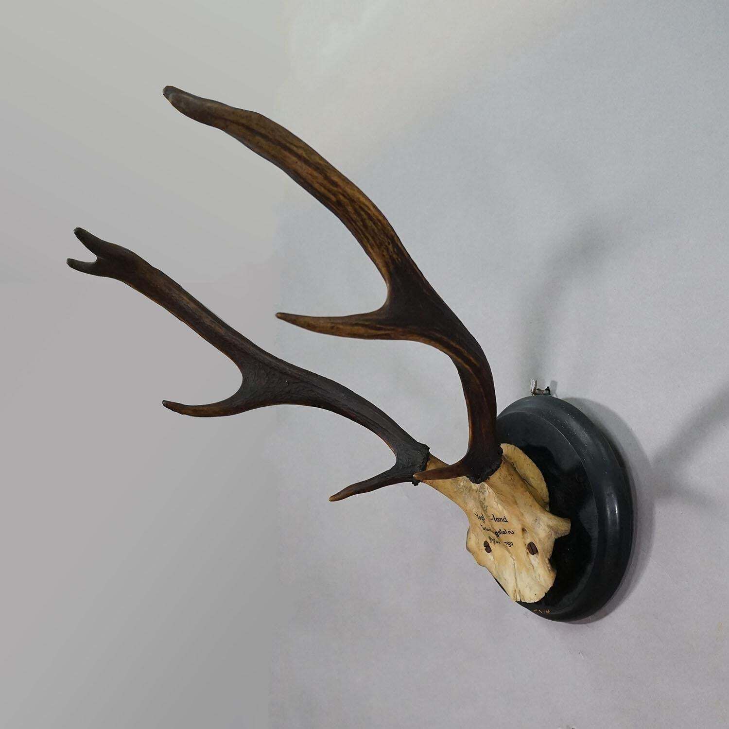 Great Antique Deer Trophy On Wooden Plaque, Germany 1917 photo Home Decor