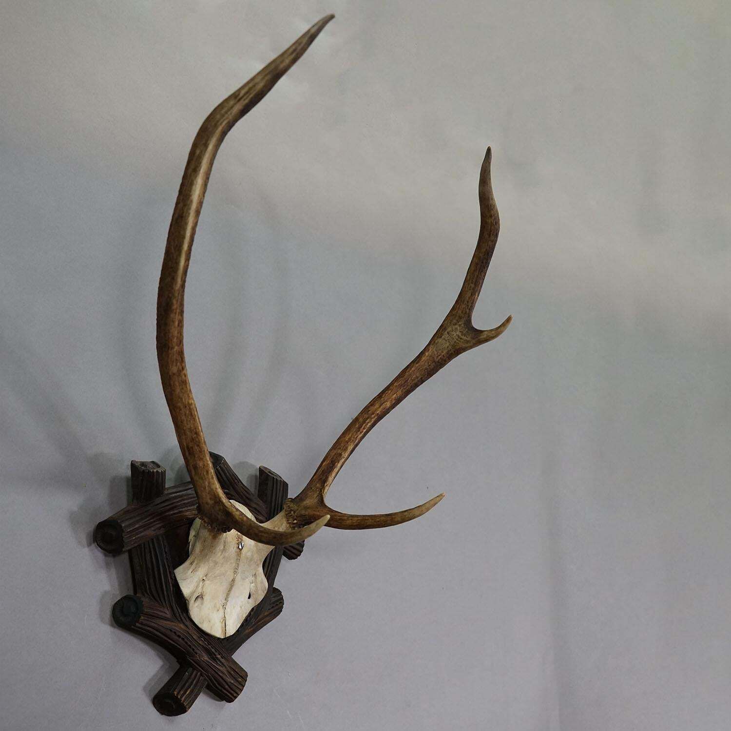 Large Black Forest Antique Deer Trophy, Germany 1940s photo furniture