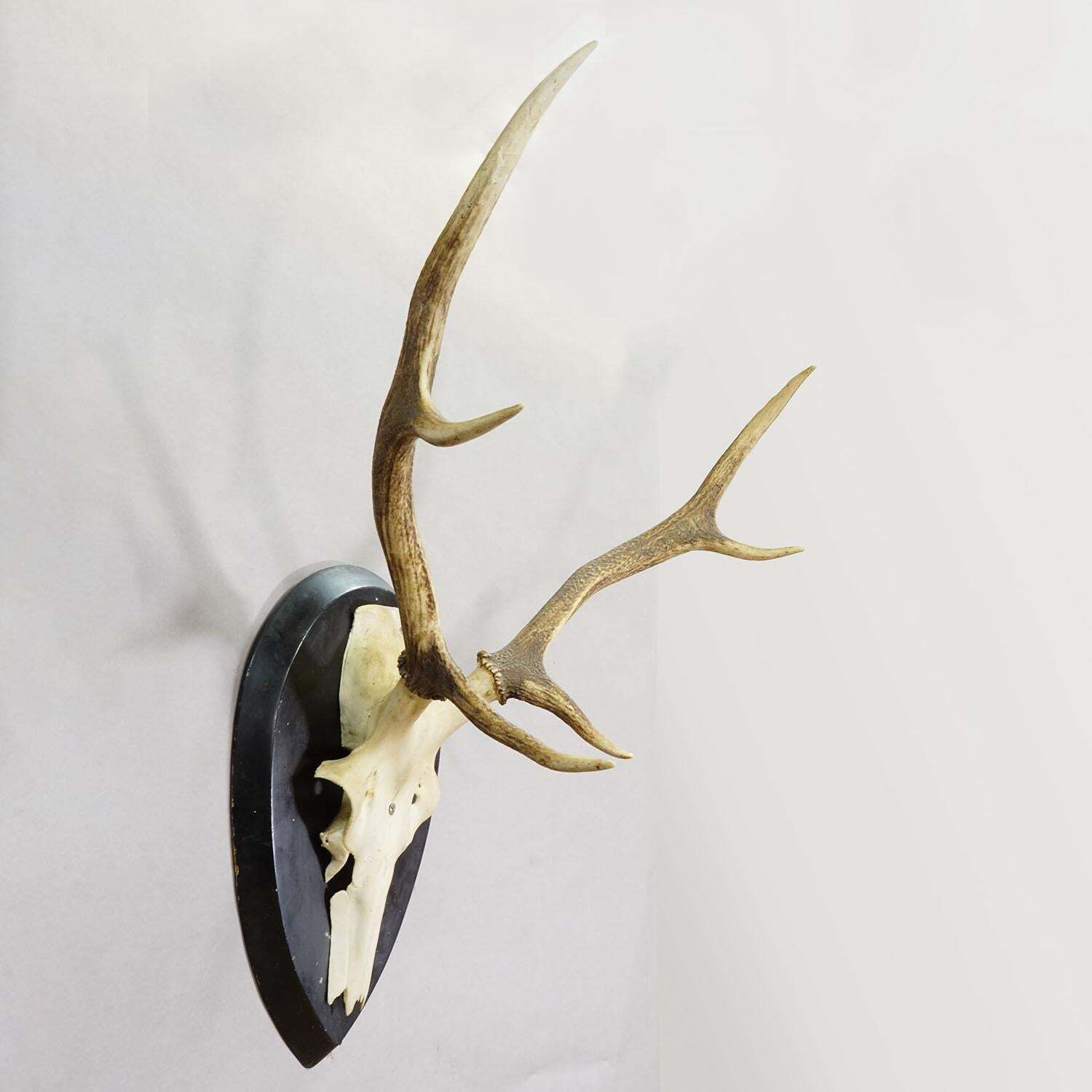 Large Black Forest Antique Deer Trophy On Wooden Plaque, Germany 1900s photo furniture