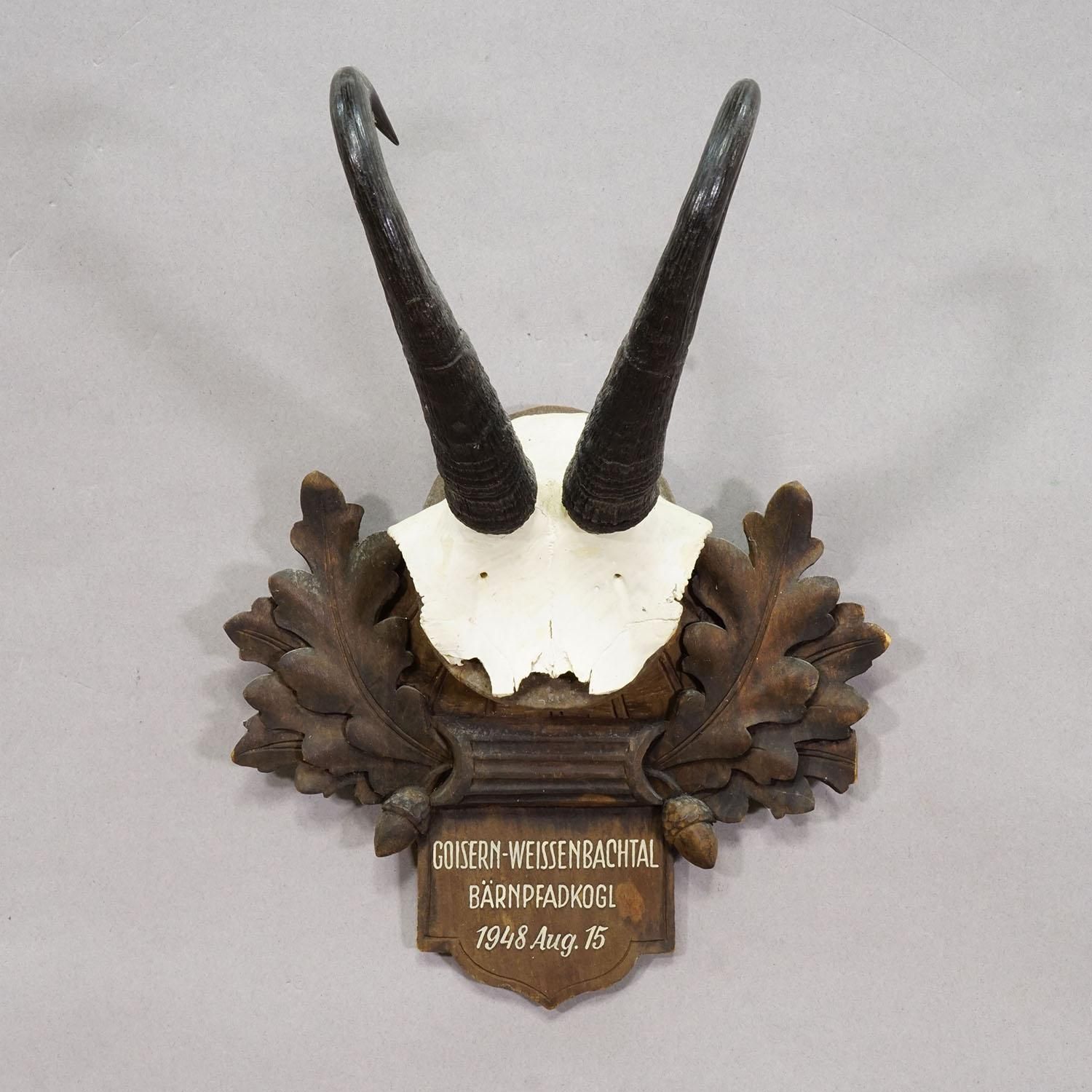 Large Chamois Trophy On Carved Plaque, Austria 1948 photo for sale