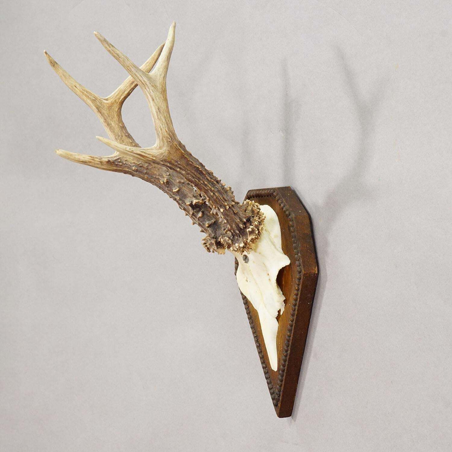 Black Forest Antique Roe Deer Trophy On Carved Plaque 1940s photo for sale