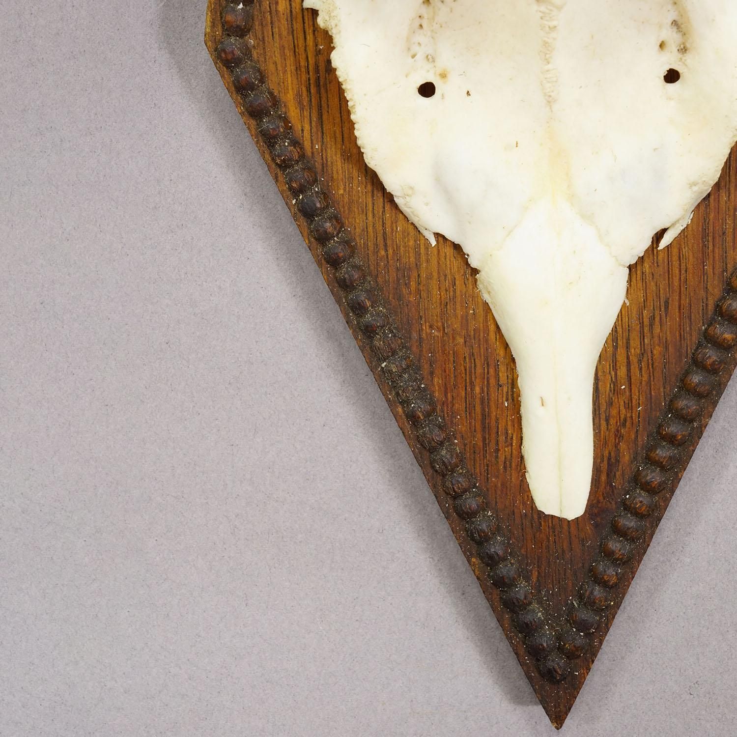 Black Forest Antique Roe Deer Trophy On Carved Plaque 1940s photo Home Decor