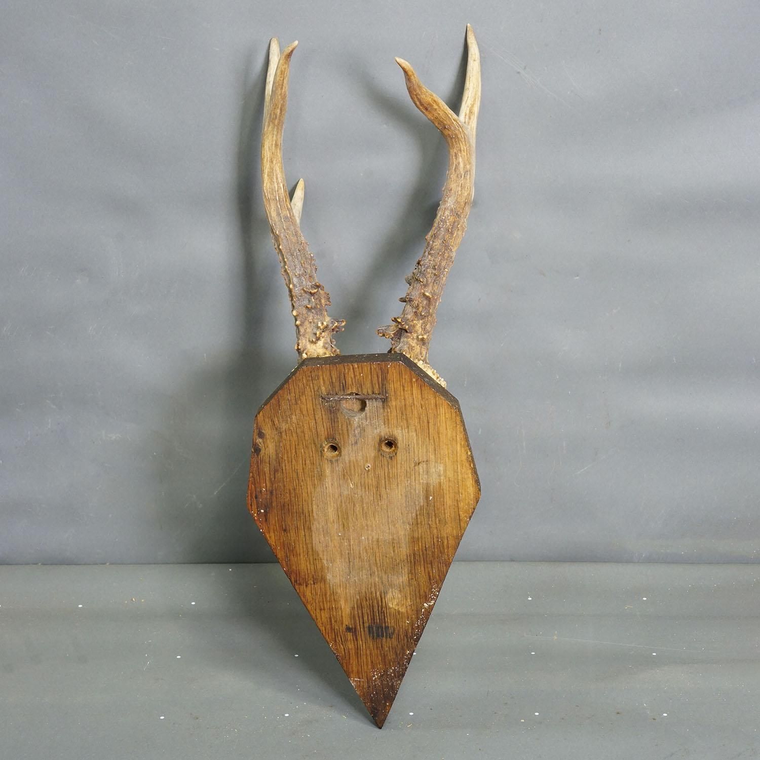 Black Forest Antique Roe Deer Trophy On Carved Plaque 1940s photo 174.0