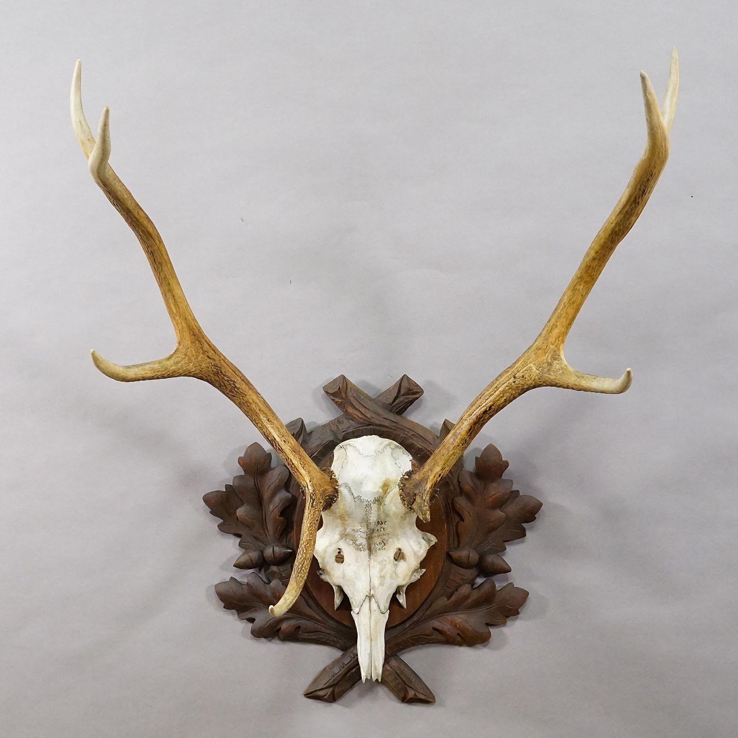 Large Black Forest Red Deer Trophy On Carved Plaque   Germany 1937 photo furniture