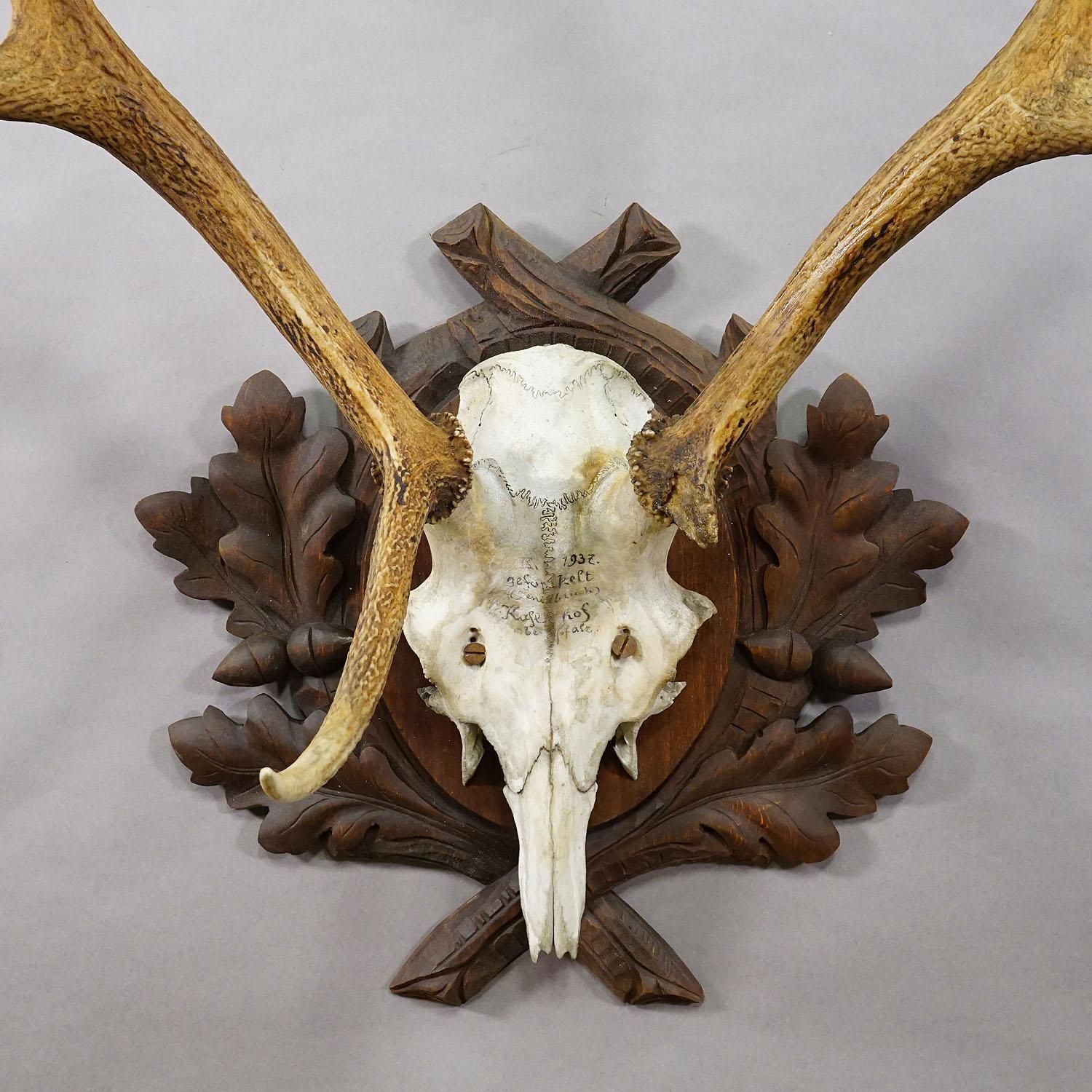 Large Black Forest Red Deer Trophy On Carved Plaque   Germany 1937 photo Home Decor