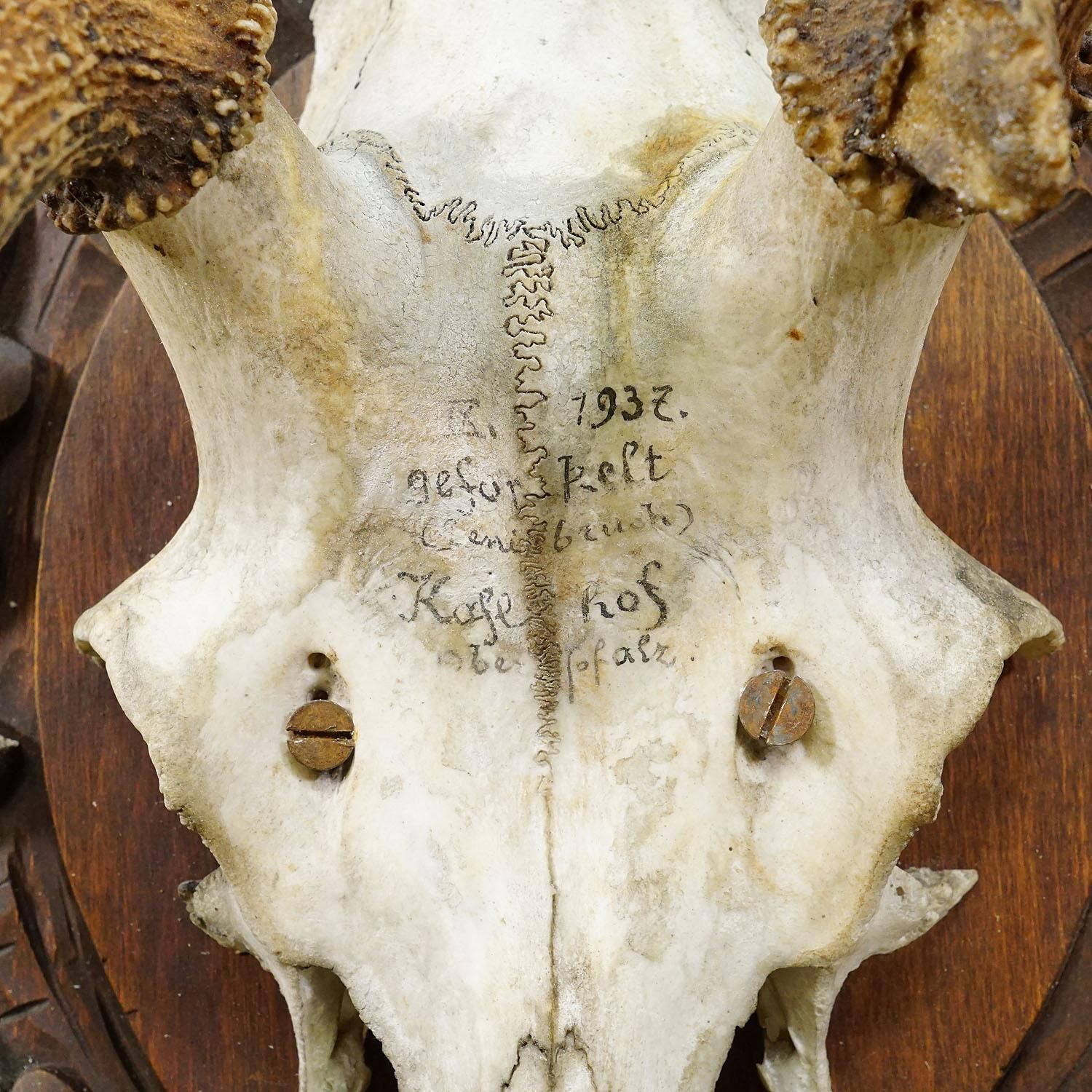Large Black Forest Red Deer Trophy On Carved Plaque   Germany 1937 photo vinterior