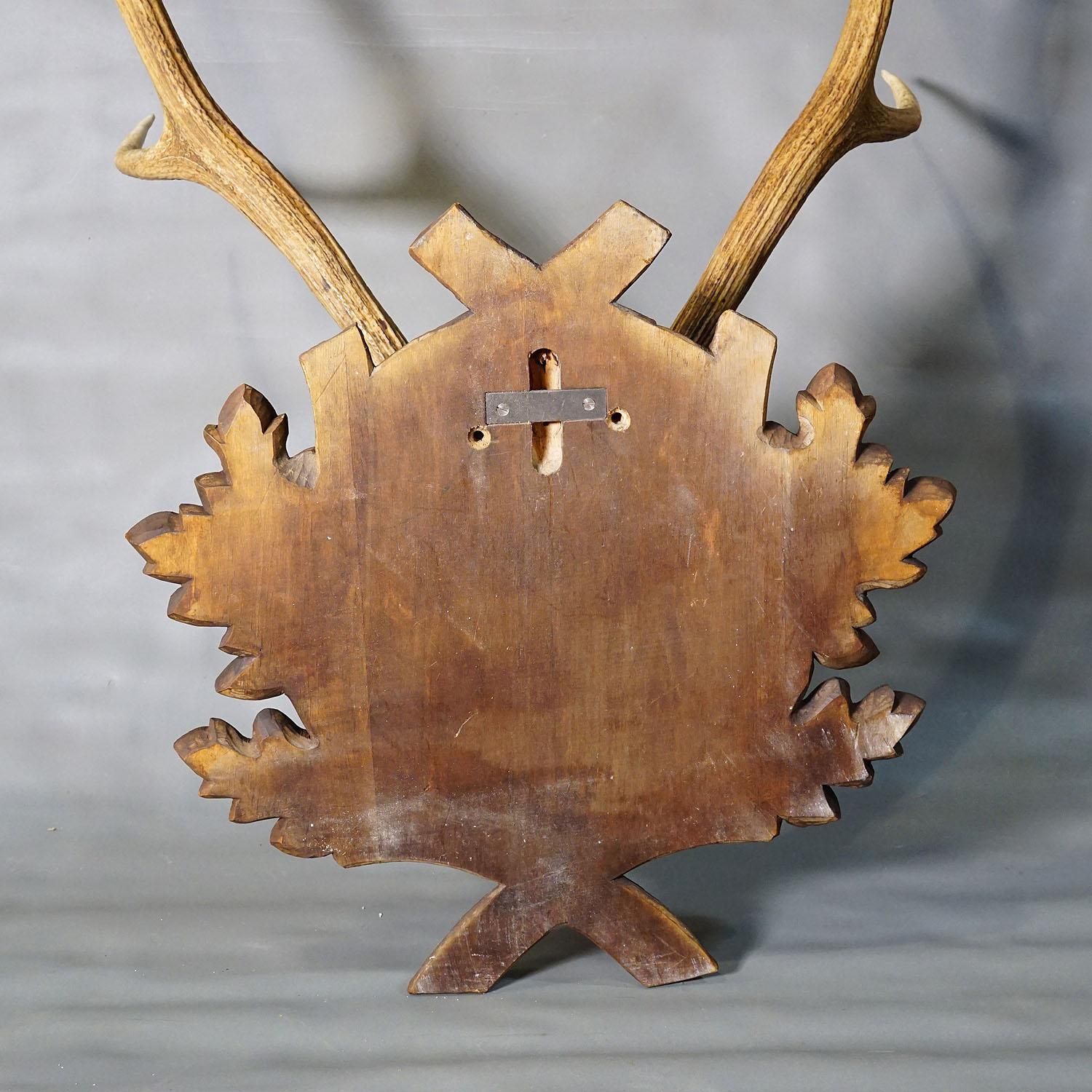 Large Black Forest Red Deer Trophy On Carved Plaque   Germany 1937 photo buy