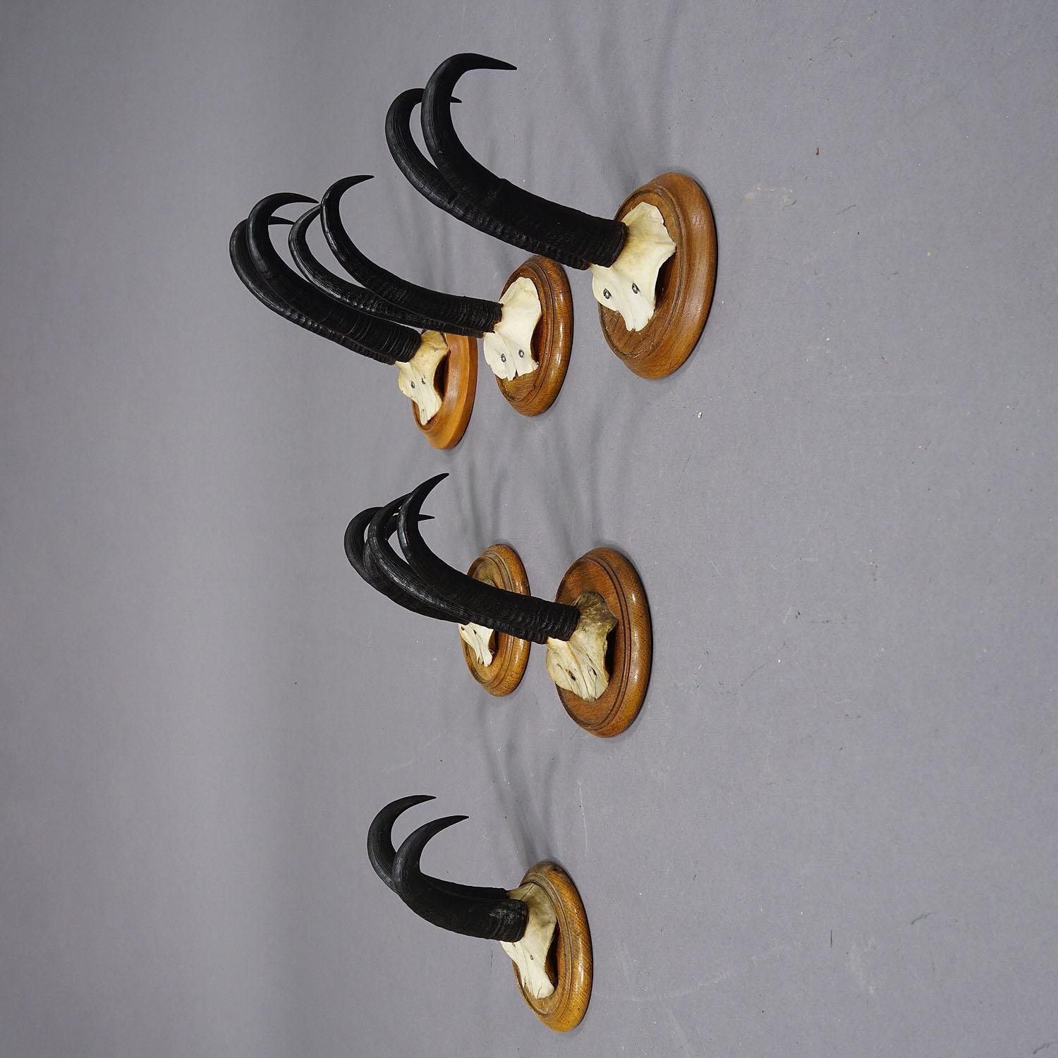 Set Of Six Chamois Trophies On Turned Plaques Germany Ca. 1920s photo for sale