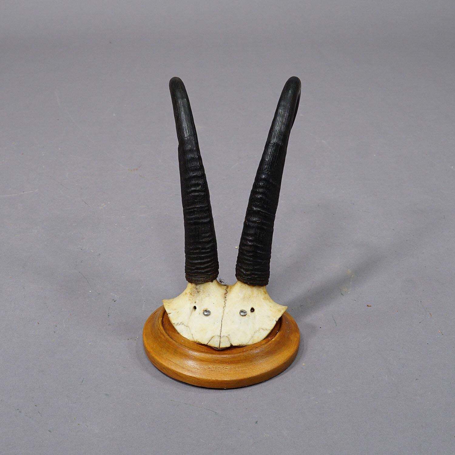 Set Of Six Chamois Trophies On Turned Plaques Germany Ca. 1920s photo vinterior