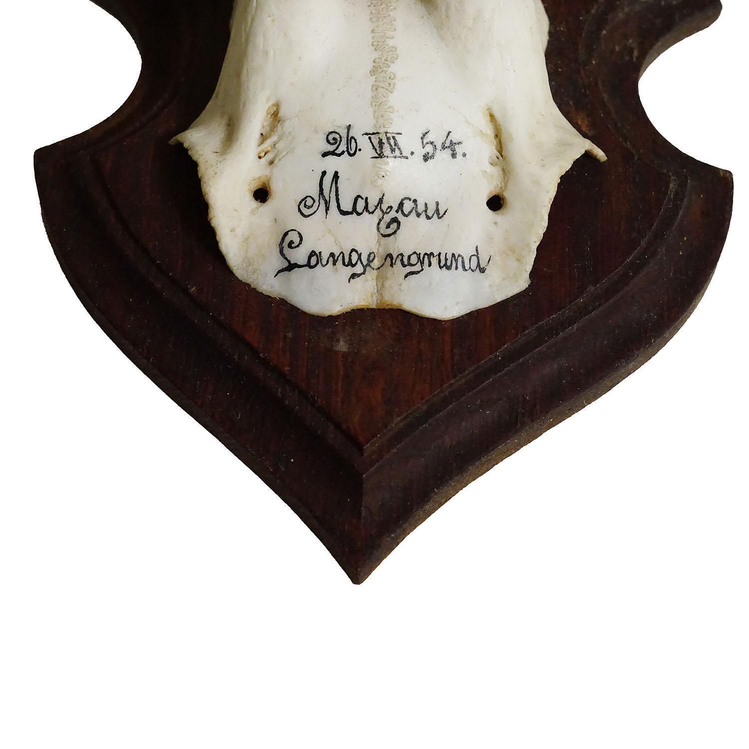 Black Forest Red Deer Trophy On Wooden Plaque 1954 photo for sale