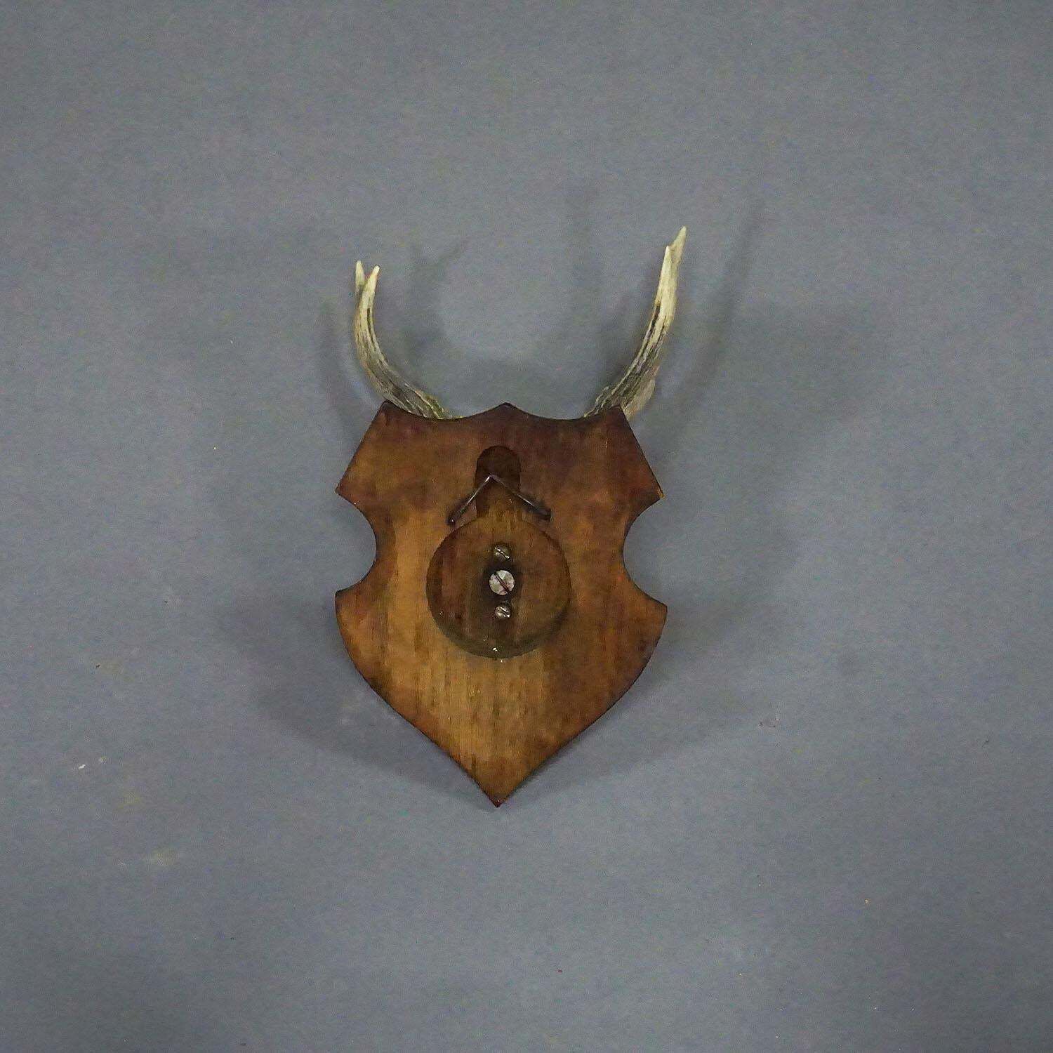Black Forest Red Deer Trophy On Wooden Plaque 1954 photo vinterior