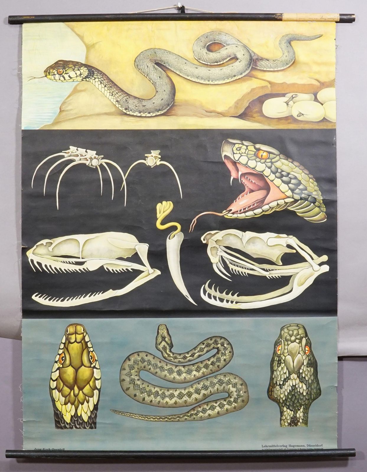 Vintage Rollable Wall Chart Poster Jung Koch Quentell Ring Snake Common Adder photo furniture