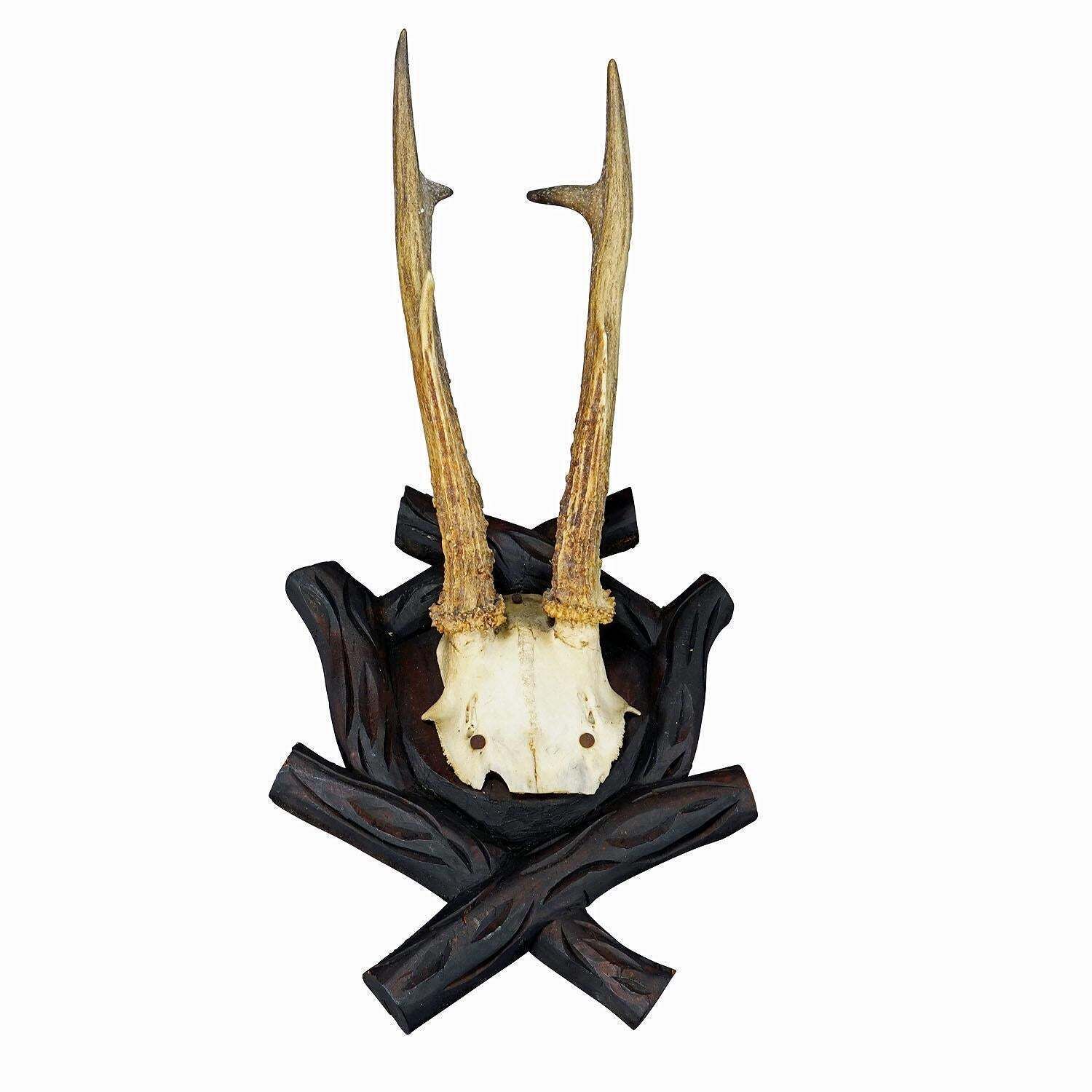 Antique Black Forest Roe Deer Trophy On Carved Plaque, Bavaria 1900s photo furniture