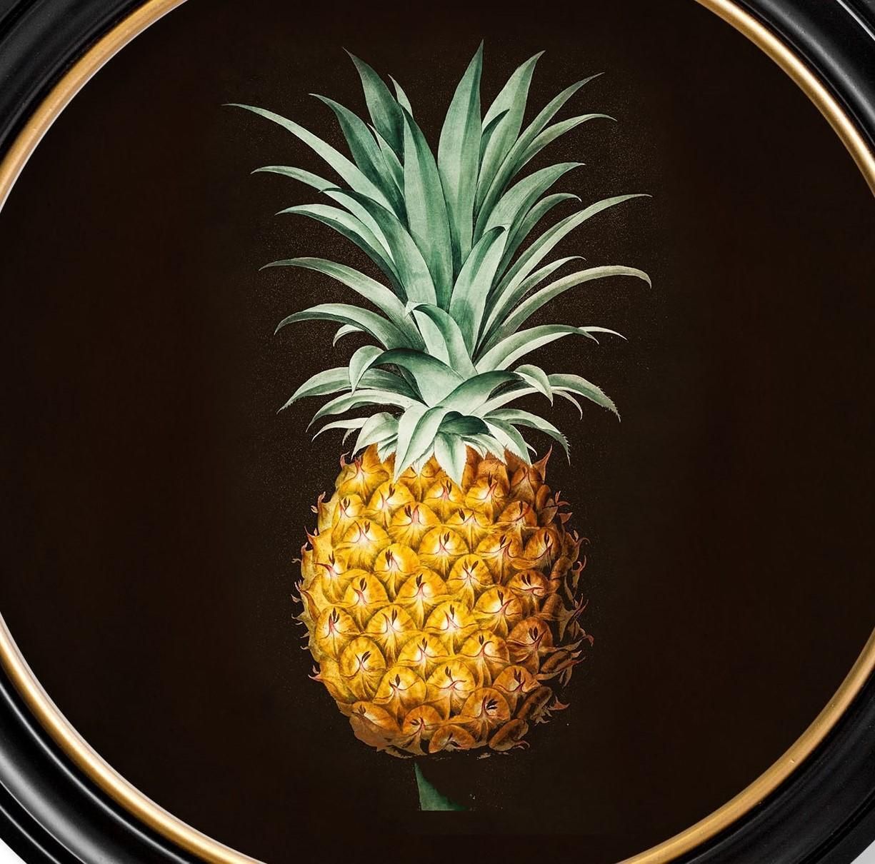 Pineapple Botanical Study Framed Print From French Original Of 1812, New photo for sale