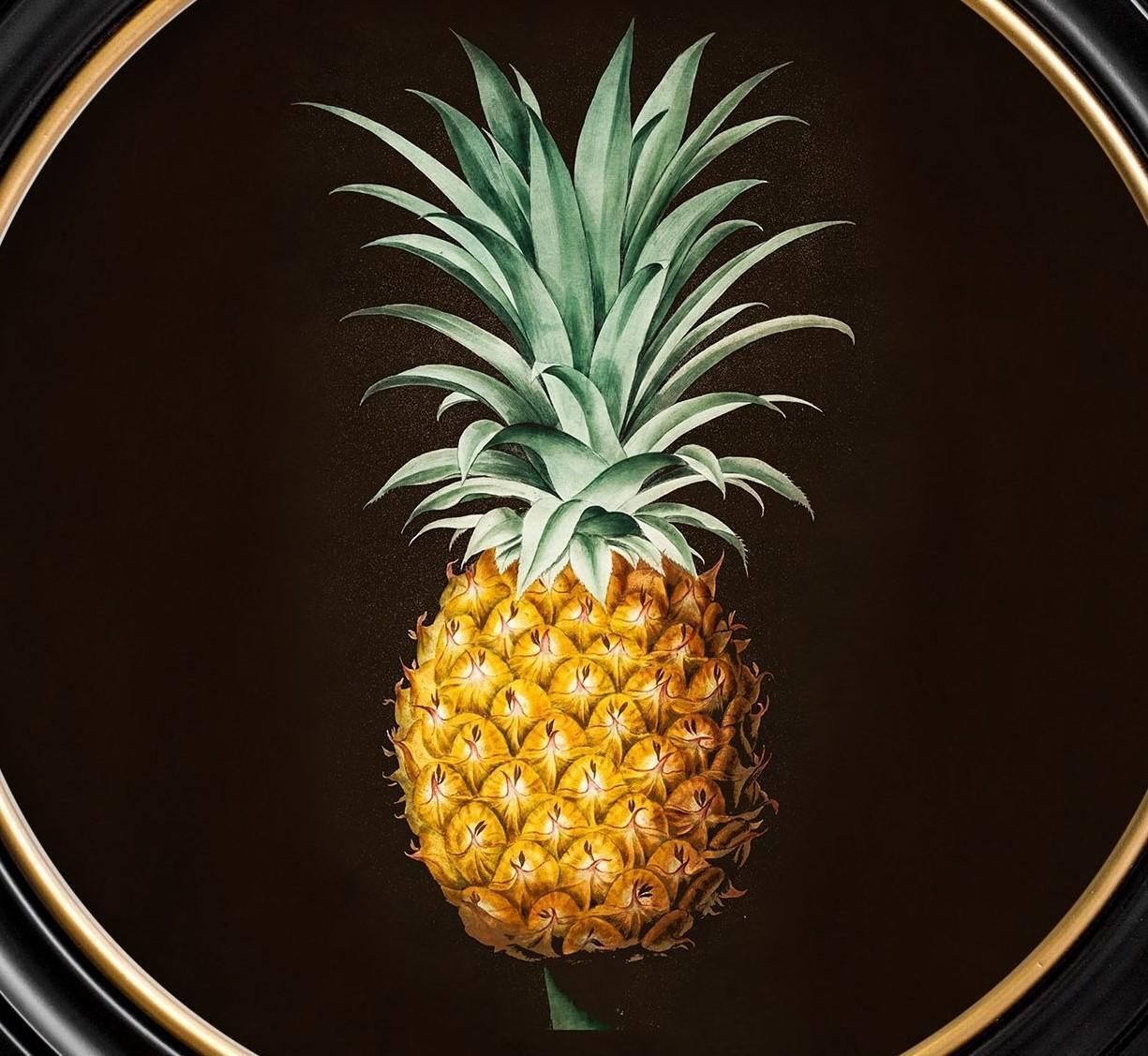 Pineapple Botanical Study Framed Print From French Original Of 1812, New photo Art