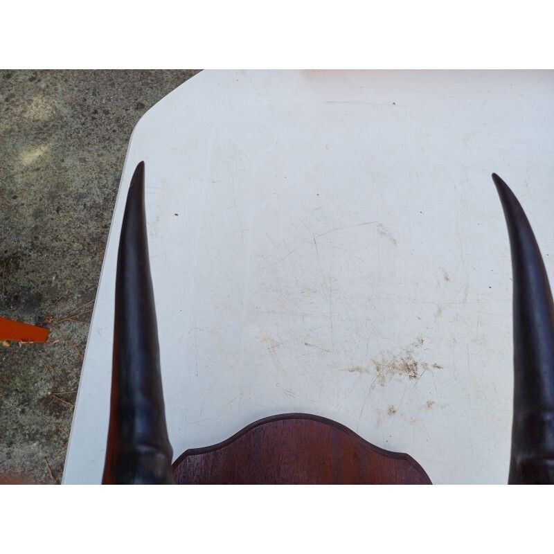 African Gazelle Horn Massacre (Hartebeest) photo 129.0