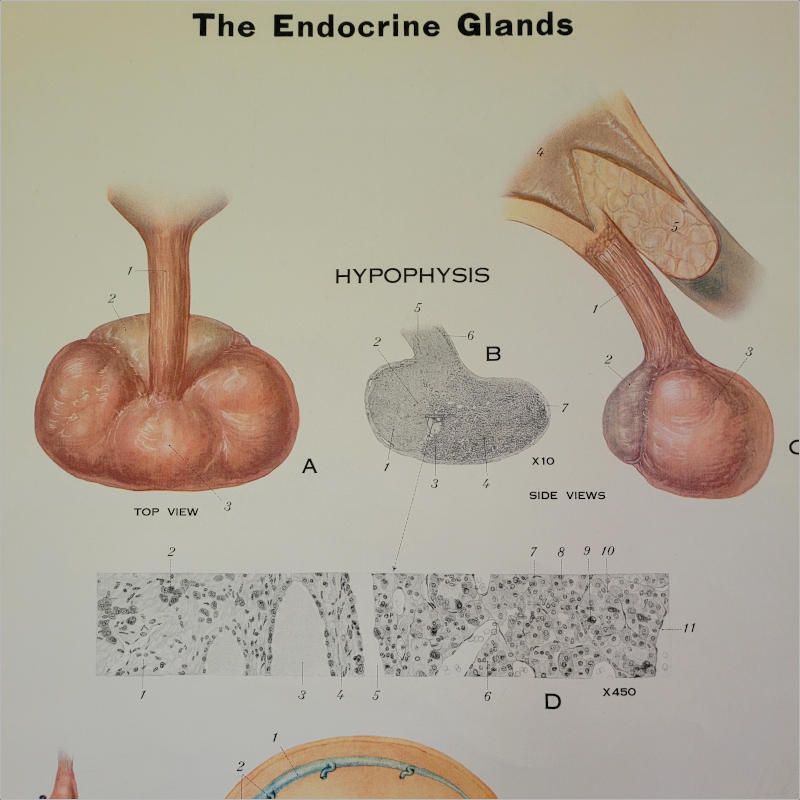 Vintage Endocrine Glands American Frohse Anatomical Chart photo Art