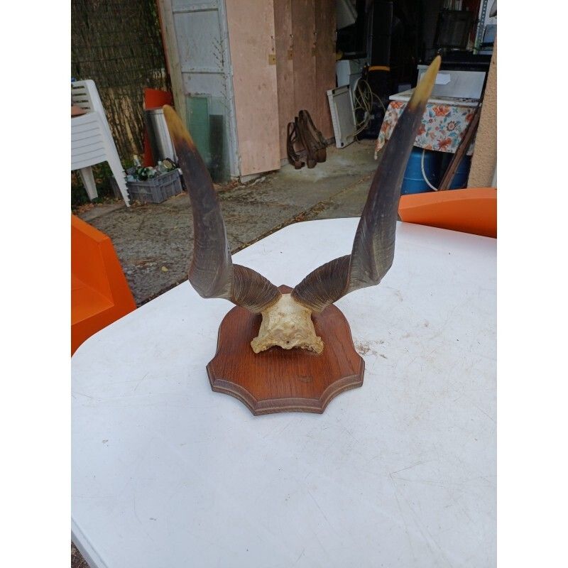 African Gazelle Horn Massacre (Bushbuck) photo for sale