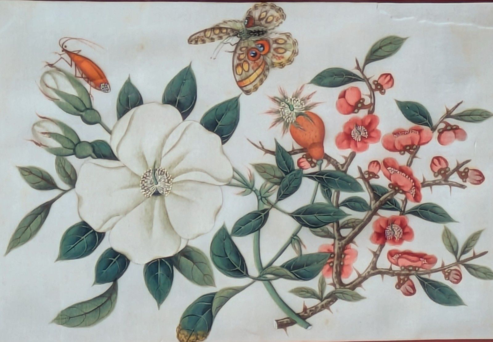 Antique Chinese Watercolour Painting Butterflies And Blossoms photo Art