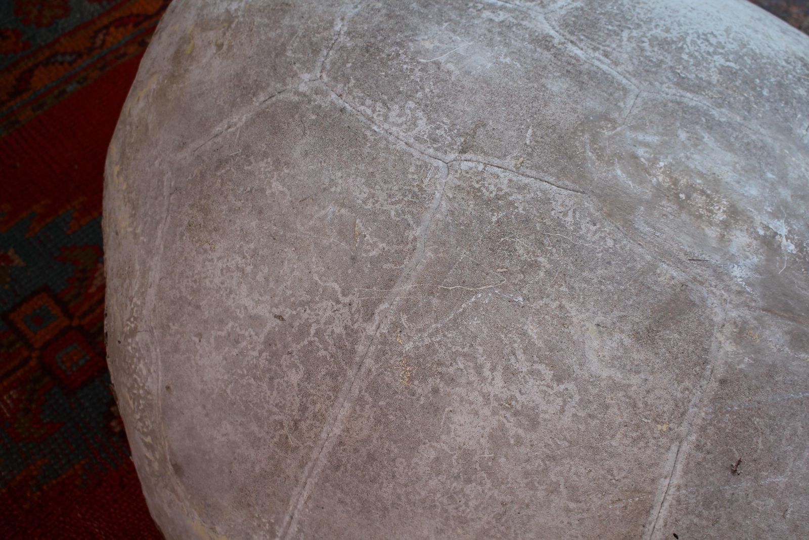 photo for sale Huge Faux Carapace Giant South American Amazonian River Turtle Shell