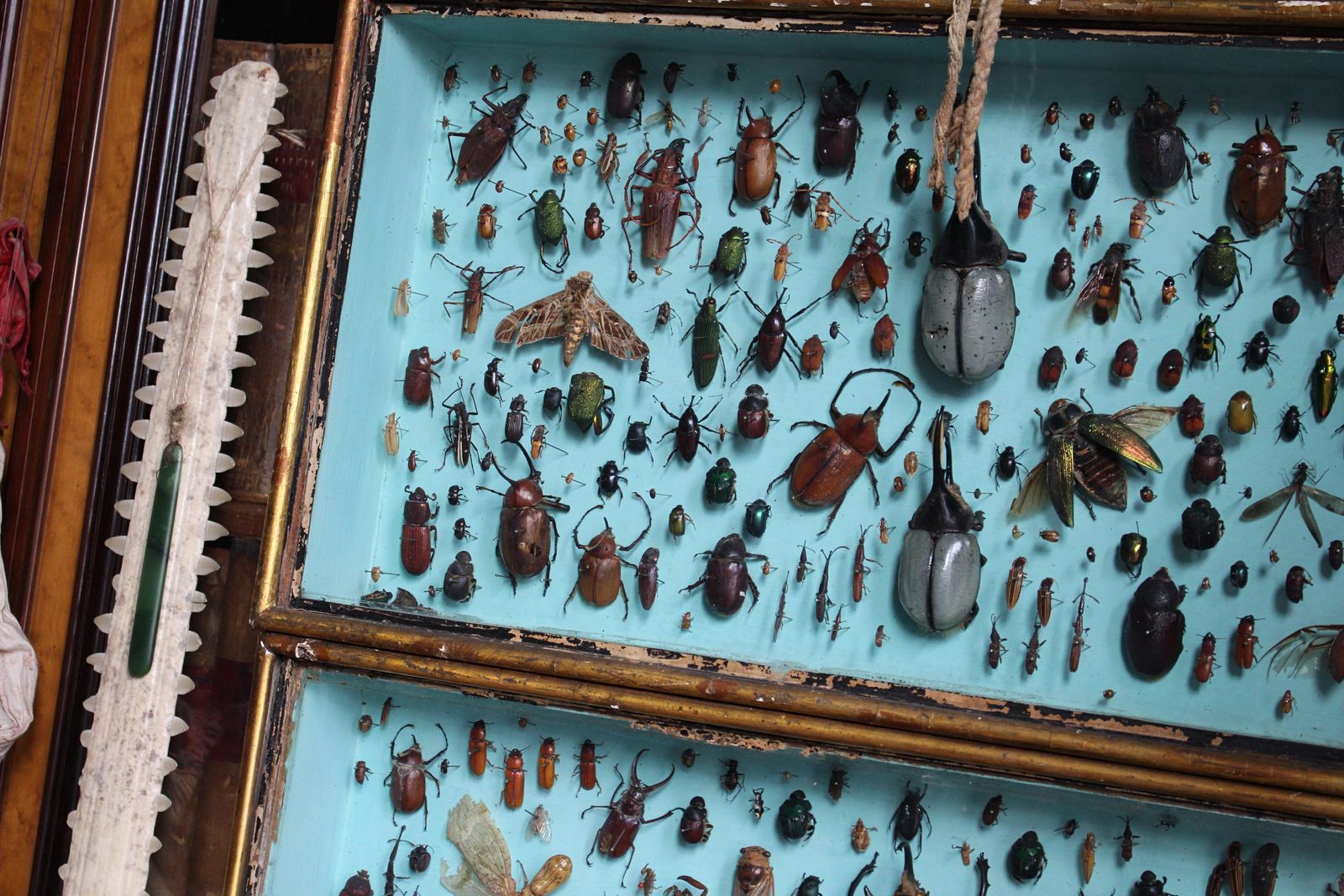 Pair Of Entomology Specimen Display Cases By J T Stockall London Taxidermy Curio photo for sale