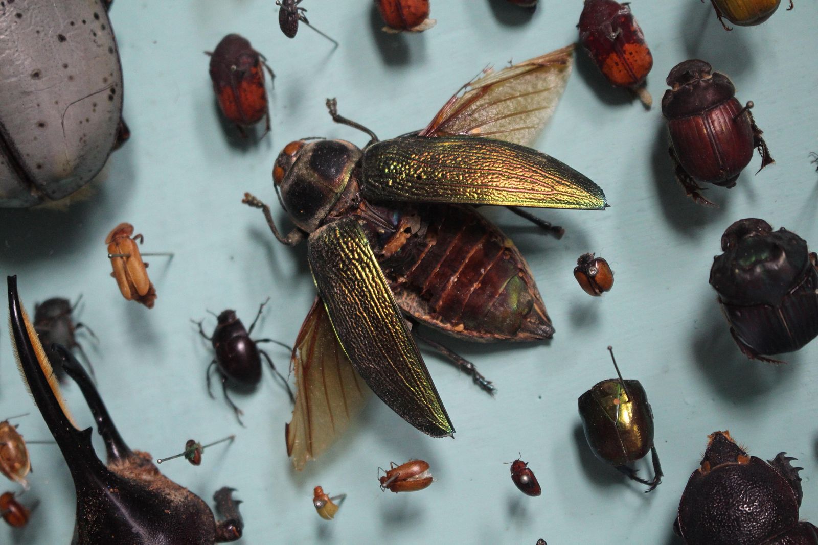 Pair Of Entomology Specimen Display Cases By J T Stockall London Taxidermy Curio photo 2955.0