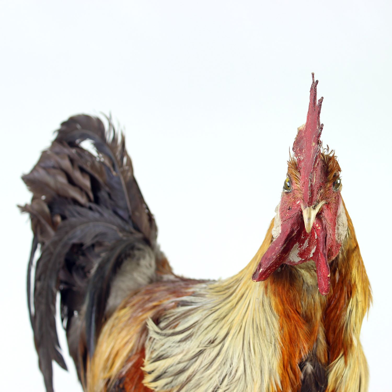Large Antique German Taxidermy Rooster, Early 1900s photo vinterior