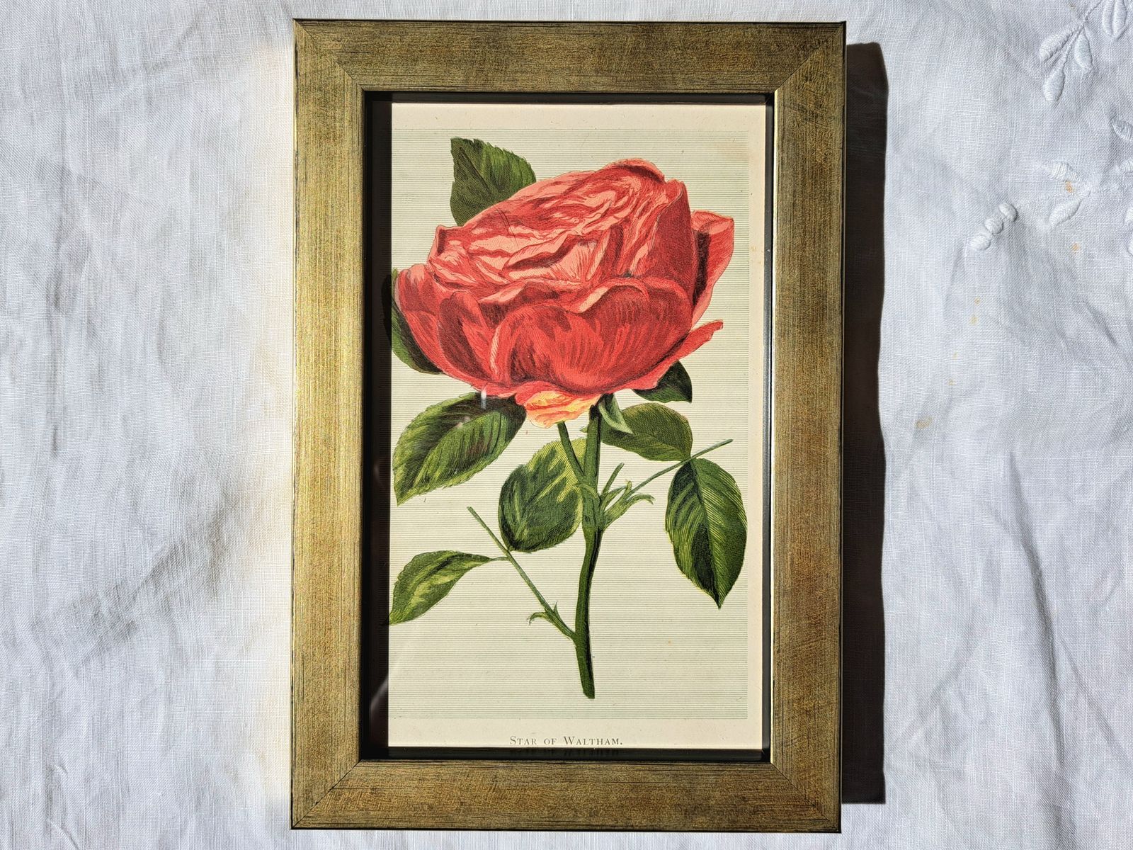Antique Book Plates In Custom Frames | Colour Illustrations Of Old Roses | Set Of Four photo for sale