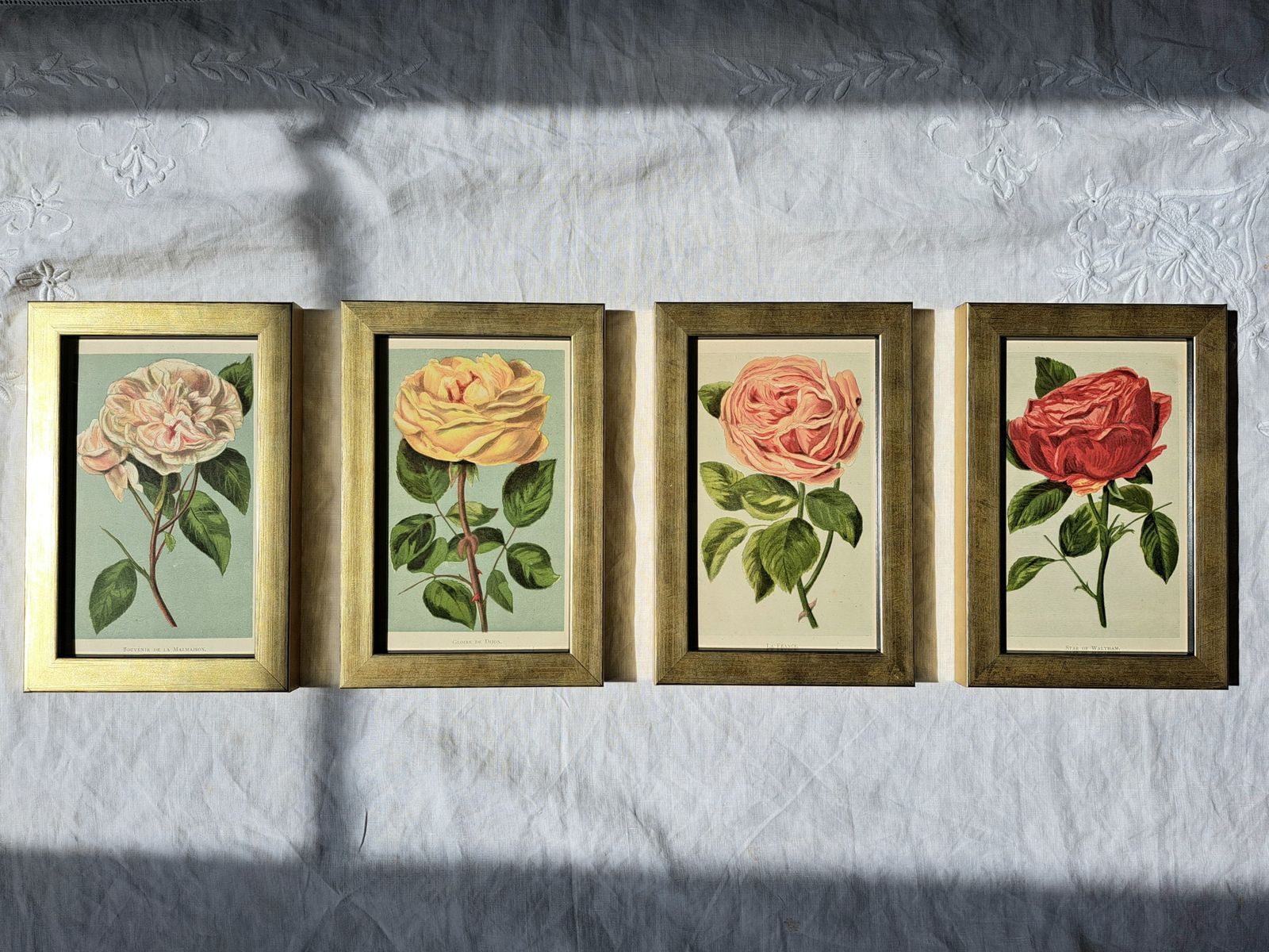 Antique Book Plates In Custom Frames | Colour Illustrations Of Old Roses | Set Of Four photo buy
