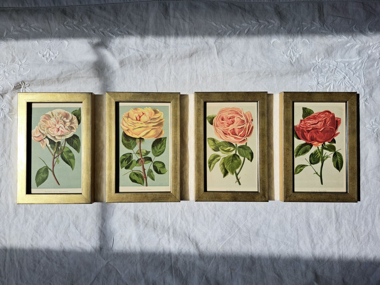 Antique Book Plates In Custom Frames | Colour Illustrations Of Old Roses | Set Of Four