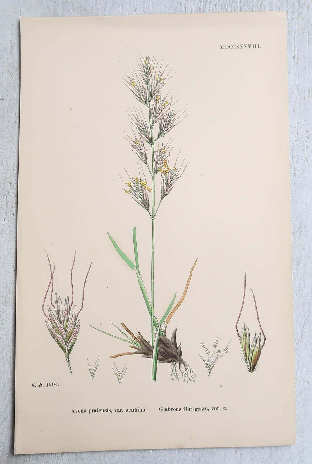 Set Of 16 Original Antique Botanical Prints   Grasses. C.1850 photo furniture