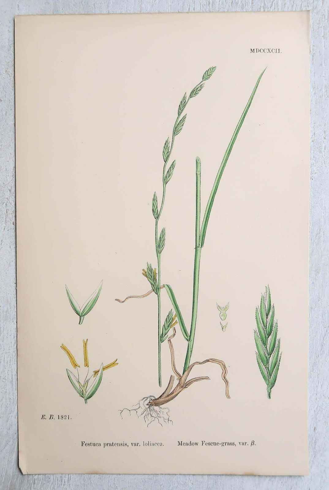 photo for sale Set Of 16 Original Antique Botanical Prints   Grasses. C.1850