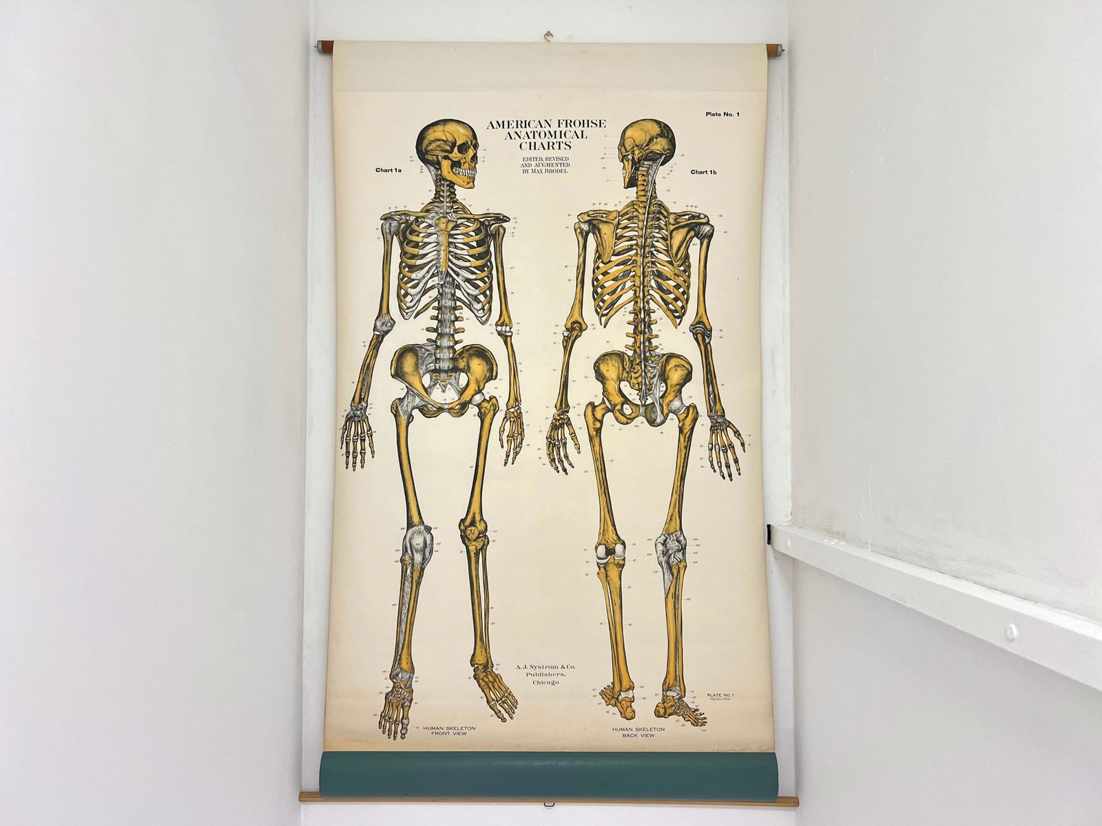 Aj Nystrom & Co. American Frohse Anatomical Chart