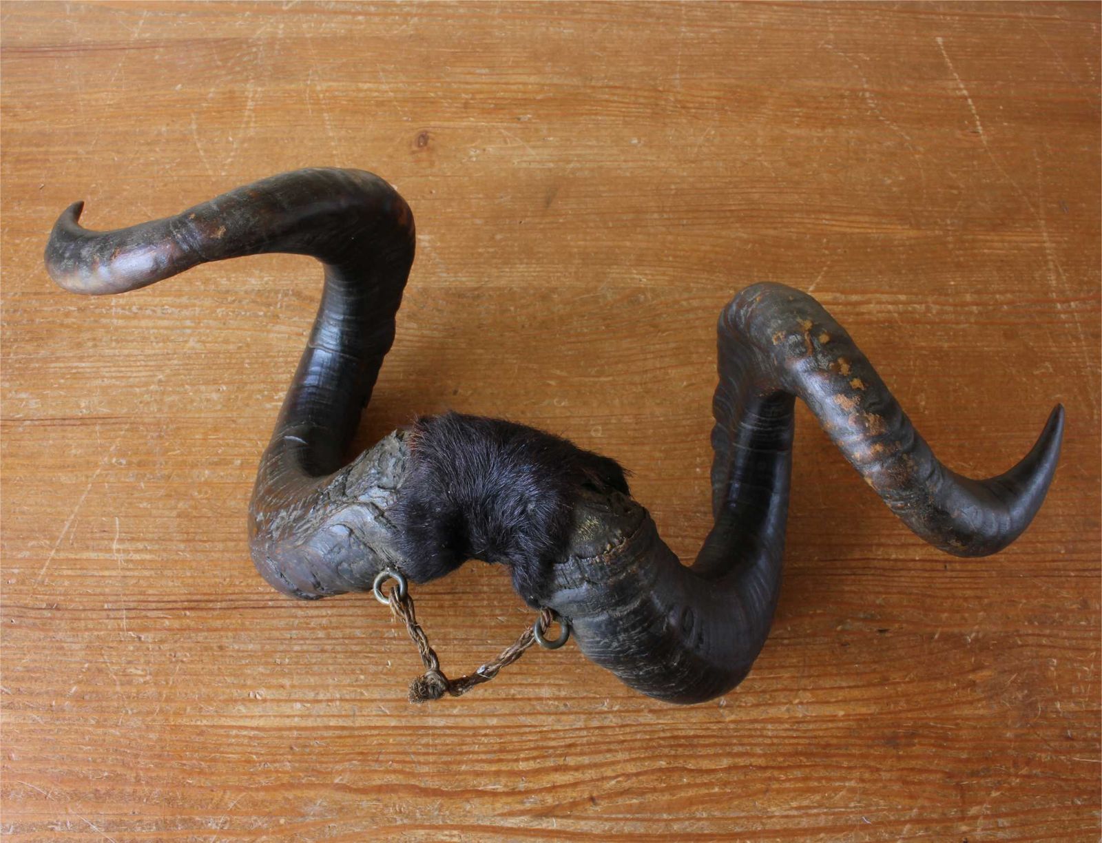 550.0 Antique Taxidermy Ram's Horns. Victorian Wall Hanging Male Sheep Horn. photo
