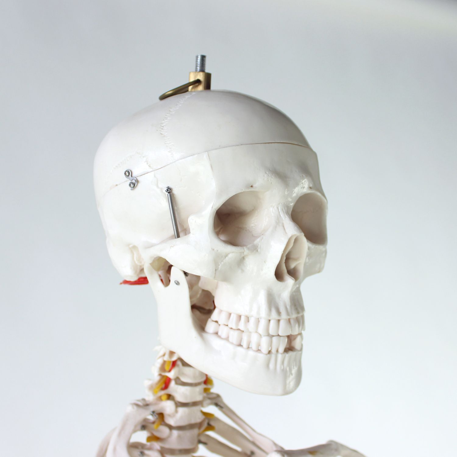 Freestanding Vintage Human Skeleton Anatomy Model, Czechoslovakia 1980s photo Home Decor