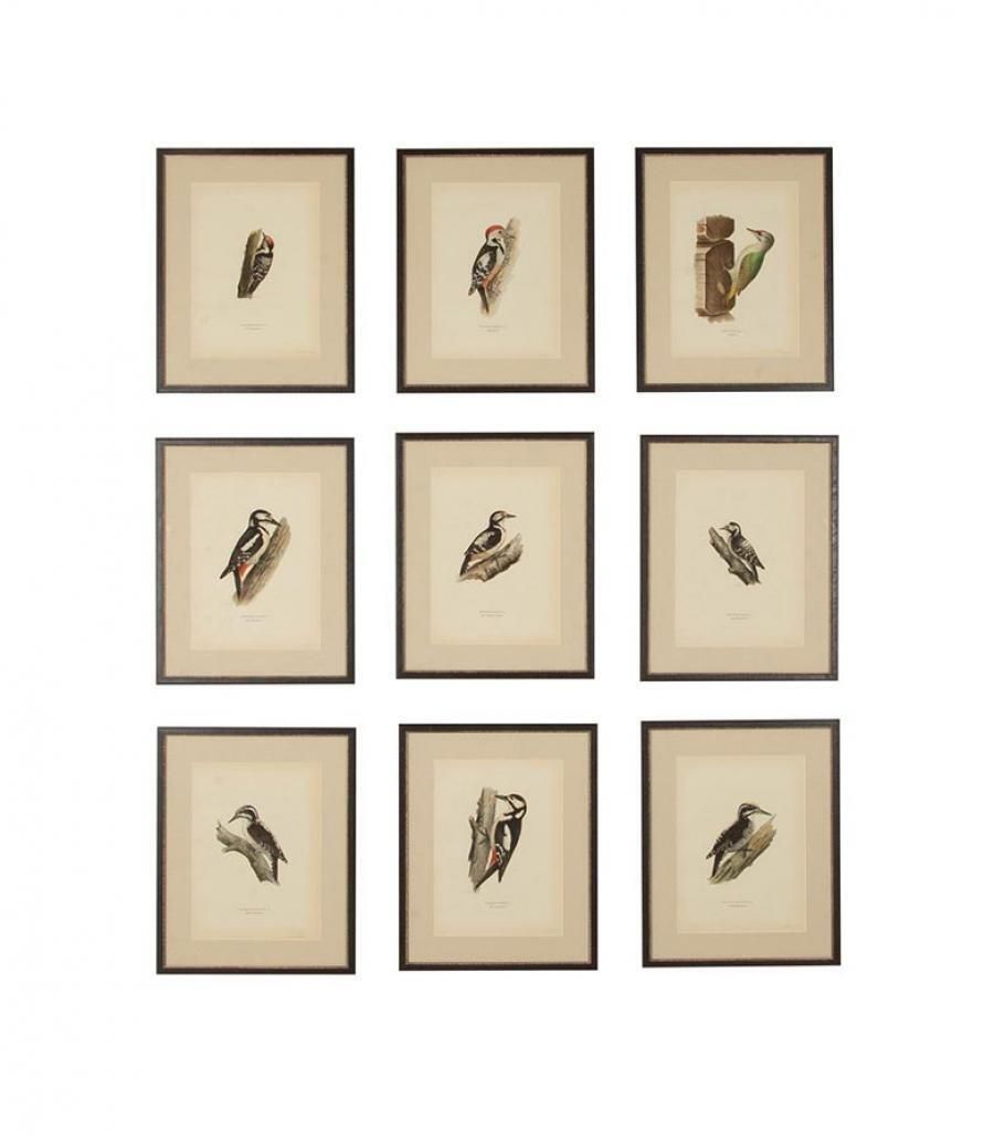 Collection Of Nine 20th Century Engravings Of Cuckoos By Magnus And Wilhelm Von Wright