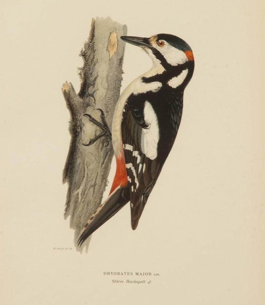 Collection Of Nine 20th Century Engravings Of Cuckoos By Magnus And Wilhelm Von Wright photo buy