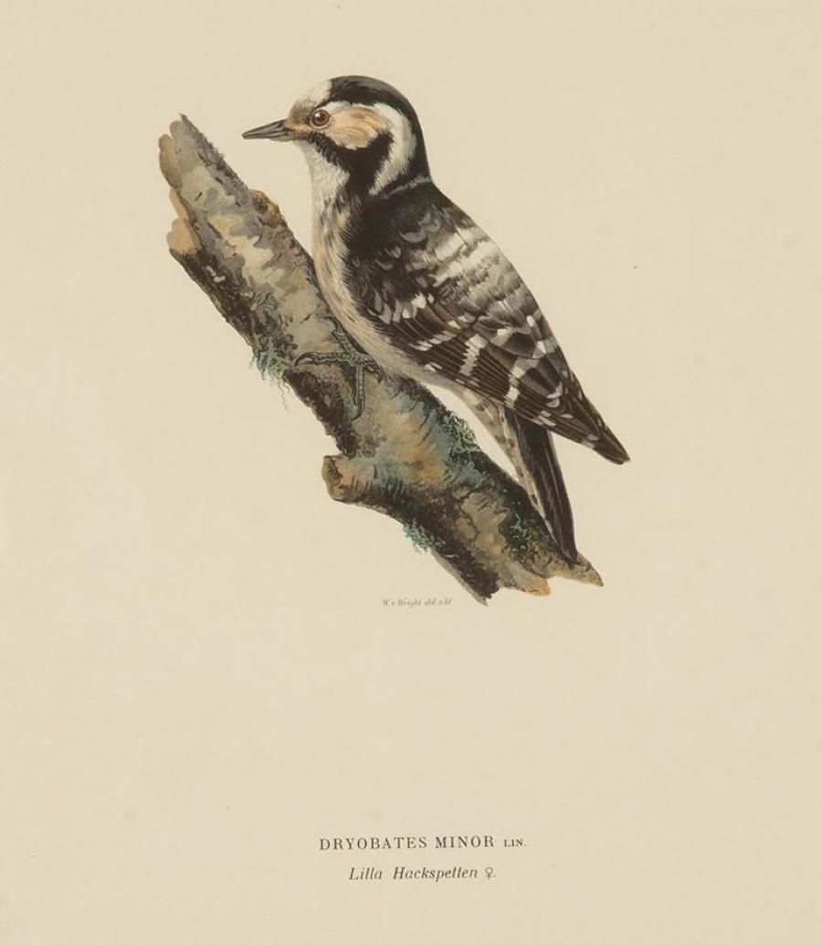 photo furniture Collection Of Nine 20th Century Engravings Of Cuckoos By Magnus And Wilhelm Von Wright