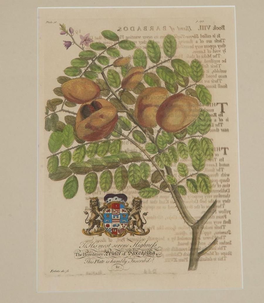 Collection Of Nine 18th Century Tropical Botanical Engravings By Georg Dionysius Ehret photo vintage