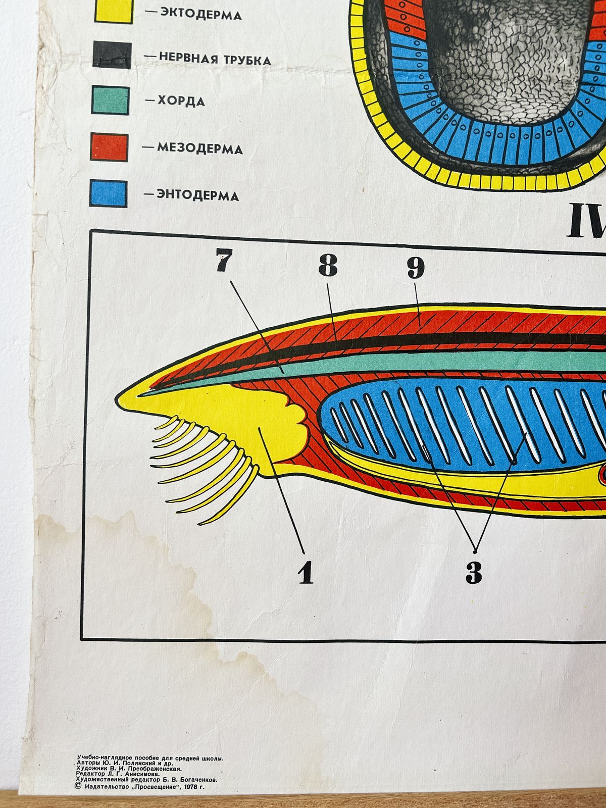 1978 Original Soviet Vintage Large Biology School Chart "Individual Development Of Chordates" Paper On Linen, Ussr Mid Century Educational Poster photo for sale