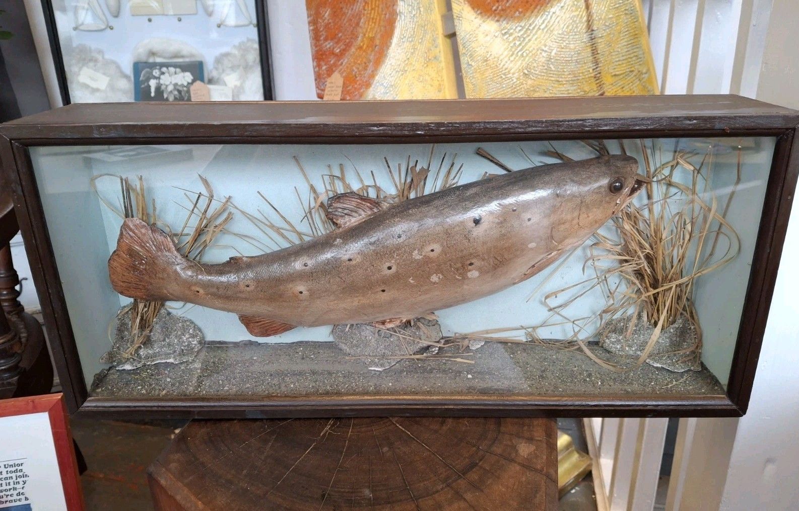 Early 20th Century Cased Brown Carved Trout Presentation Model Fish. photo furniture