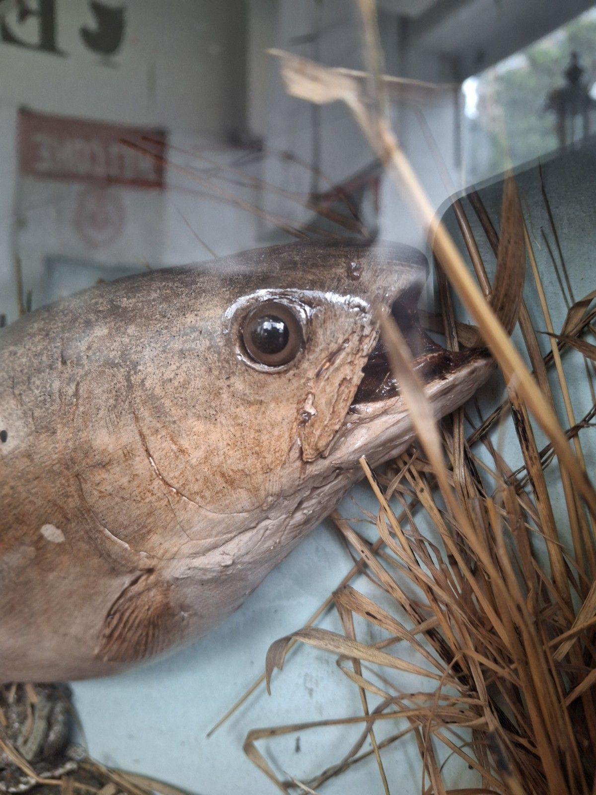 photo furniture Early 20th Century Cased Brown Carved Trout Presentation Model Fish.