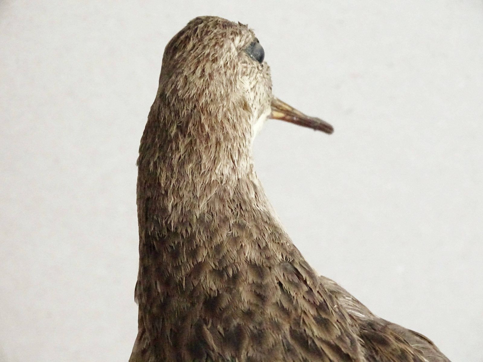 Vintage Opgezette Vogel Calidris Pugnax, Echte Genaturaliseerde Vogel Op Tak, Europees Jachttrofee, Opgezette Vogel, Taxidermie photo vinterior
