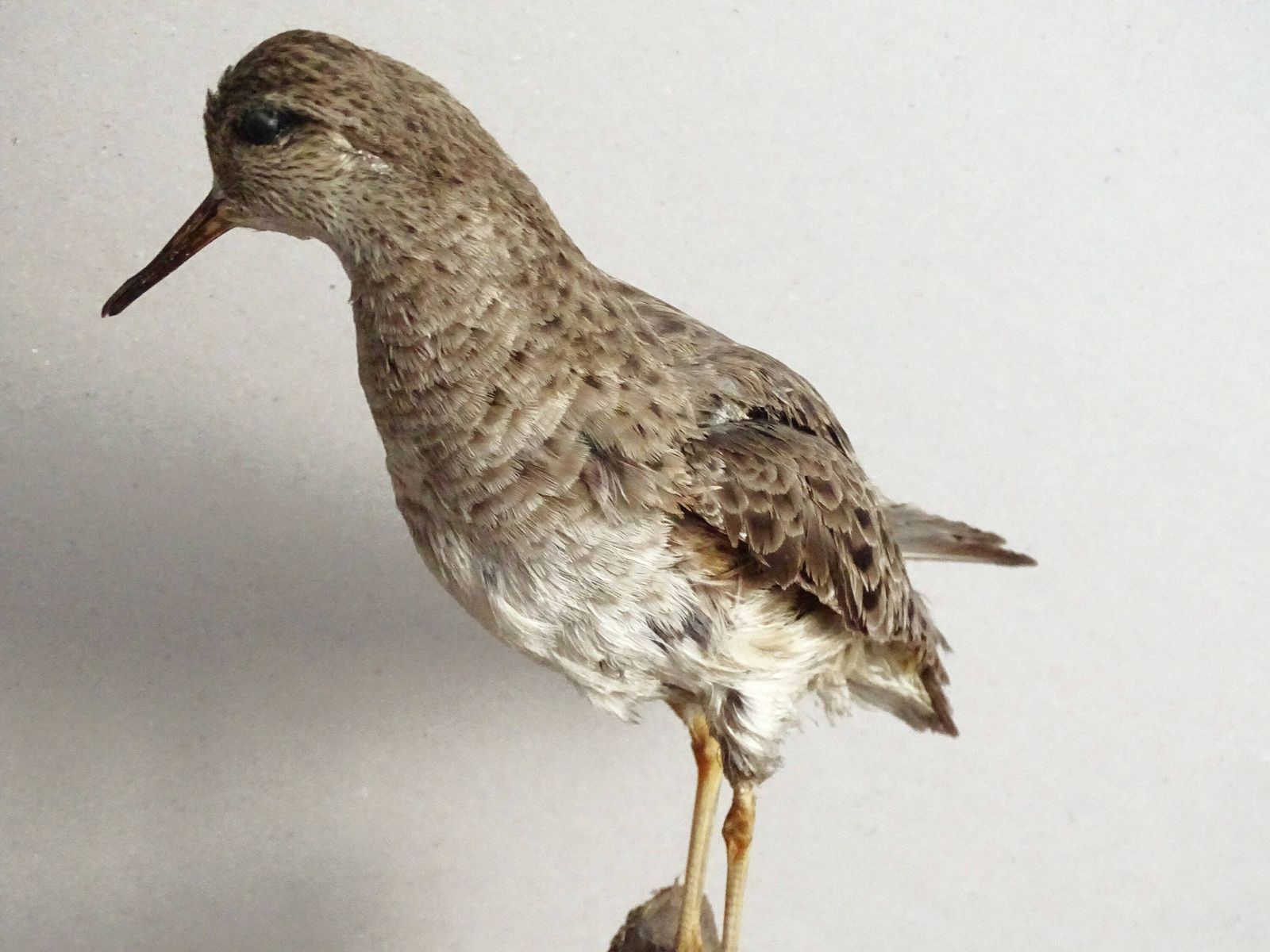 Vintage Opgezette Vogel Calidris Pugnax, Echte Genaturaliseerde Vogel Op Tak, Europees Jachttrofee, Opgezette Vogel, Taxidermie photo buy